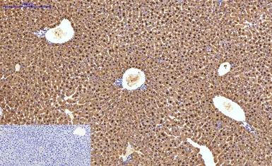 Anti-HAO1 antibody [Mix] used in IHC (Paraffin sections) (IHC-P). GTX33987