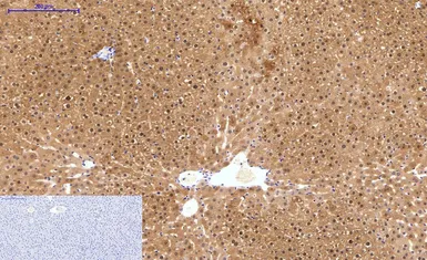 Anti-HAO1 antibody [Mix] used in IHC (Paraffin sections) (IHC-P). GTX33987