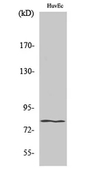 Anti-HIPK4 antibody used in Western Blot (WB). GTX33990