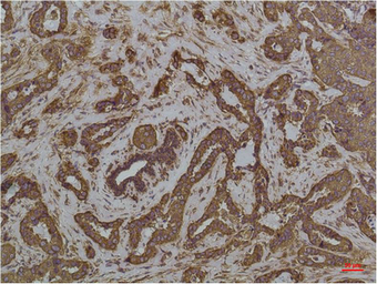 Anti-Grp78 antibody [8G3] used in IHC (Paraffin sections) (IHC-P). GTX33998