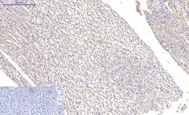 Anti-MAP2 antibody [7D4] used in IHC (Paraffin sections) (IHC-P). GTX34069