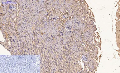 Anti-Caspase 9 antibody [3-20] used in IHC (Paraffin sections) (IHC-P). GTX34168