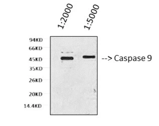 Anti-Caspase 9 antibody [3-20] used in Western Blot (WB). GTX34168