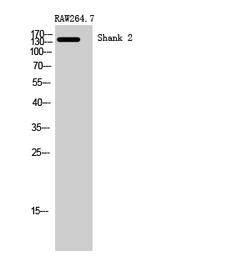 Anti-SHANK2 antibody used in Western Blot (WB). GTX34197
