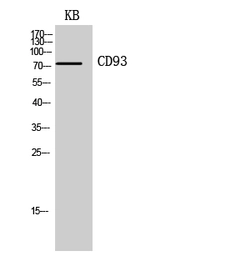 Anti-CD93 antibody used in Western Blot (WB). GTX34222