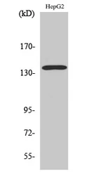 Anti-SNIP / p140Cap antibody used in Western Blot (WB). GTX34226
