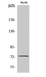 Anti-SSH3 antibody used in Western Blot (WB). GTX34228