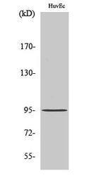 Anti-CEP95 antibody used in Western Blot (WB). GTX34282