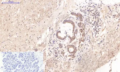 Anti-Cystatin C antibody [7F11] used in IHC (Paraffin sections) (IHC-P). GTX34334