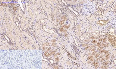 Anti-Cystatin C antibody [7F11] used in IHC (Paraffin sections) (IHC-P). GTX34334