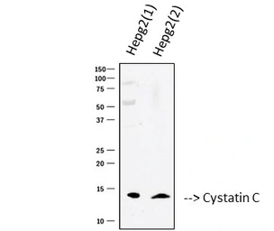 Anti-Cystatin C antibody [7F11] used in Western Blot (WB). GTX34334