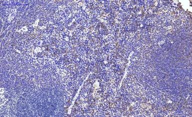 Anti-Cytochrome C antibody [4B10] used in IHC (Paraffin sections) (IHC-P). GTX34345