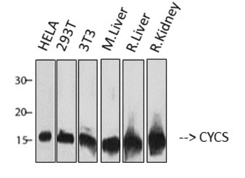 Anti-Cytochrome C antibody [4B10] used in Western Blot (WB). GTX34345