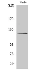 Anti-FARP2 antibody used in Western Blot (WB). GTX34372