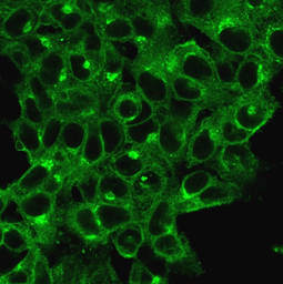 Anti-beta 2 Microglobulin antibody [B2M/1118] used in Immunocytochemistry/ Immunofluorescence (ICC/IF). GTX34435