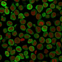 Anti-Calponin 1 antibody [SPM169] used in Immunocytochemistry/ Immunofluorescence (ICC/IF). GTX34447