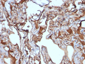Anti-CD146 antibody [MUC18/1130] used in IHC (Paraffin sections) (IHC-P). GTX34461