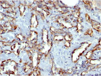 Anti-CD31 antibody [C31.7] used in IHC (Paraffin sections) (IHC-P). GTX34489