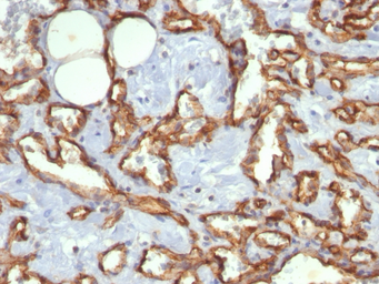 Anti-CD31 antibody [C31.3] used in IHC (Paraffin sections) (IHC-P). GTX34490