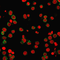 Anti-CD31 antibody [SPM532] used in Immunocytochemistry/ Immunofluorescence (ICC/IF). GTX34491