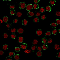 Anti-CD43 antibody [SPM503] used in Immunocytochemistry/ Immunofluorescence (ICC/IF). GTX34507