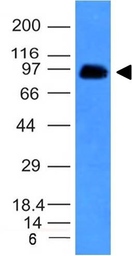 Anti-CD43 antibody [SPN/839] used in Western Blot (WB). GTX34508