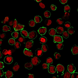 Anti-CD43 antibody [SPN/1094] used in Immunocytochemistry/ Immunofluorescence (ICC/IF). GTX34511