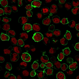 Anti-CD43 antibody [SPN/1766R] used in Immunocytochemistry/ Immunofluorescence (ICC/IF). GTX34512