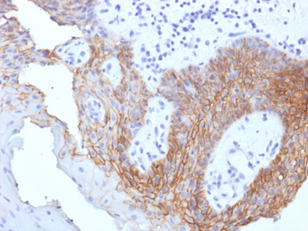 Anti-CD44v9 antibody [CD44v9/1459] used in IHC (Paraffin sections) (IHC-P). GTX34523
