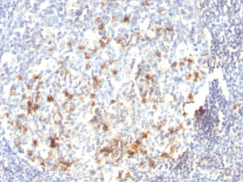 Anti-CD57 antibody [HNK-1 or Leu-7] used in IHC (Paraffin sections) (IHC-P). GTX34527
