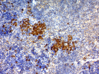 Anti-CD63 antibody [NKI/C3] used in IHC (Paraffin sections) (IHC-P). GTX34538