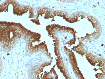Anti-CD63 antibody [MX-49.129.5] used in IHC (Paraffin sections) (IHC-P). GTX34540