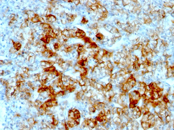 Anti-CDH16 antibody [SPM594] used in IHC (Paraffin sections) (IHC-P). GTX34581