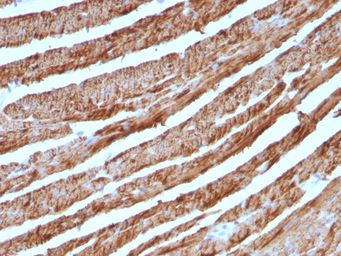 Anti-Cytochrome C antibody [CTC05] used in IHC (Paraffin sections) (IHC-P). GTX34620