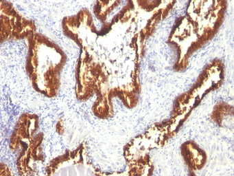 Anti-Cytokeratin 18 antibody [KRT18/1190] used in IHC (Paraffin sections) (IHC-P). GTX34637