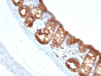 Anti-Cytokeratin 18 antibody [KRT18/1190] used in IHC (Paraffin sections) (IHC-P). GTX34637