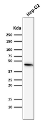 Anti-Cytokeratin 19 antibody [SPM561] used in Western Blot (WB). GTX34649