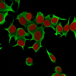 Anti-Cytokeratin 19 antibody [KRT19/799] used in Immunocytochemistry/ Immunofluorescence (ICC/IF). GTX34650