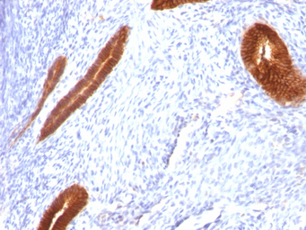 Anti-Cytokeratin 7 antibody [KRT7/760] used in IHC (Paraffin sections) (IHC-P). GTX34659