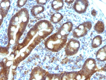 Anti-EAPII antibody [TDP2/1258] used in IHC (Paraffin sections) (IHC-P). GTX34678