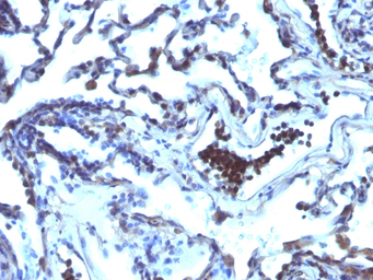 Anti-EAPII antibody [TDP2/1258] used in IHC (Paraffin sections) (IHC-P). GTX34678