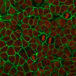 Anti-E-Cadherin antibody [4A2] used in Immunocytochemistry/ Immunofluorescence (ICC/IF). GTX34679