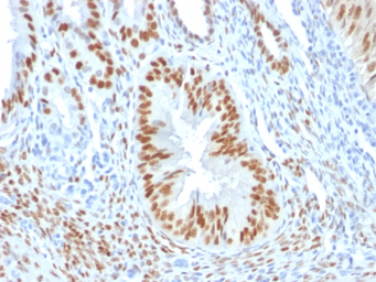 Anti-Estrogen Receptor alpha antibody [ER506] used in IHC (Paraffin sections) (IHC-P). GTX34710