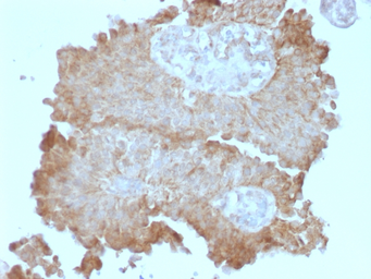 Anti-FAT2 antibody [8C5] used in IHC (Paraffin sections) (IHC-P). GTX34721