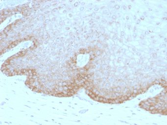 Anti-FAT2 antibody [8C5] used in IHC (Paraffin sections) (IHC-P). GTX34721