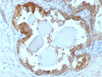 Anti-HSP27 antibody [G3.1] used in IHC (Paraffin sections) (IHC-P). GTX34784