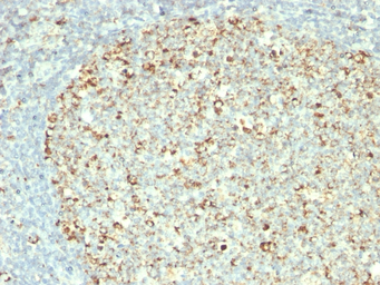 Anti-HSP60 antibody [GROEL/730] used in IHC (Paraffin sections) (IHC-P). GTX34787