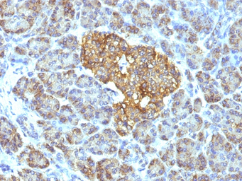 Anti-HSP60 antibody [GROEL/730] used in IHC (Paraffin sections) (IHC-P). GTX34787
