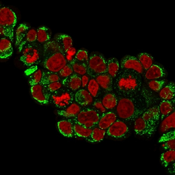 Anti-HSP60 antibody [HSPD1/780] used in Immunocytochemistry/ Immunofluorescence (ICC/IF). GTX34788