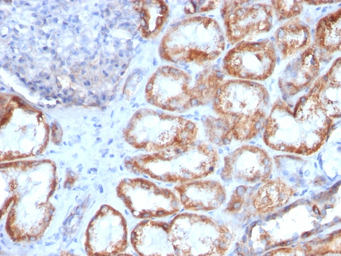 Anti-HSP60 antibody [HSPD1/780] used in IHC (Paraffin sections) (IHC-P). GTX34788
